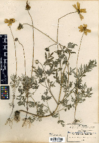 Bidens ocellatus image