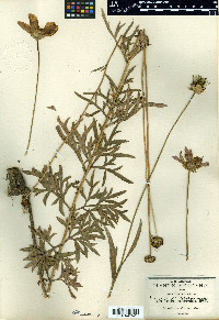 Cosmos pringlei image