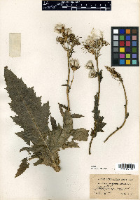 Erechtites hieraciifolius var. megalocarpus image
