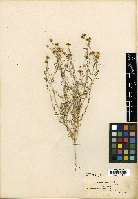 Erigeron arenarius image