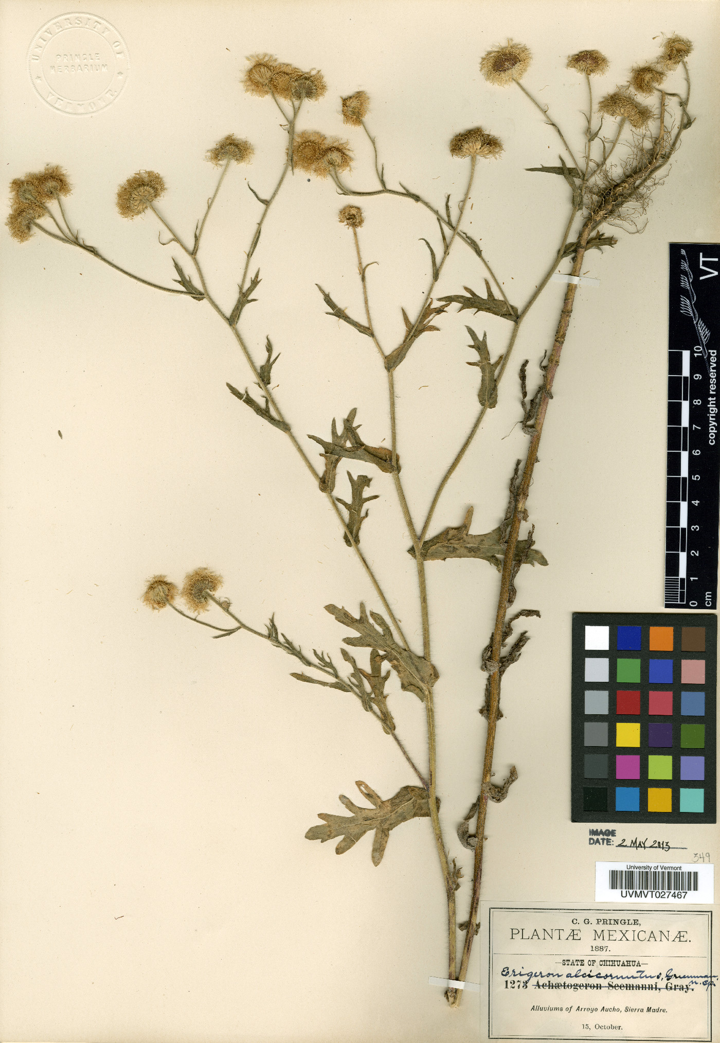 Erigeron alcicornutus image