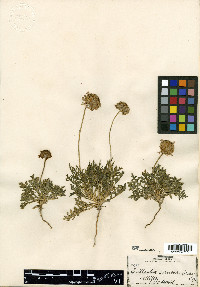 Gaillardia comosa image