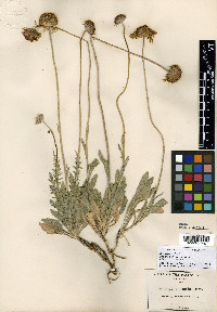Gaillardia pinnatifida image