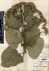 Ageratina cardiophylla image