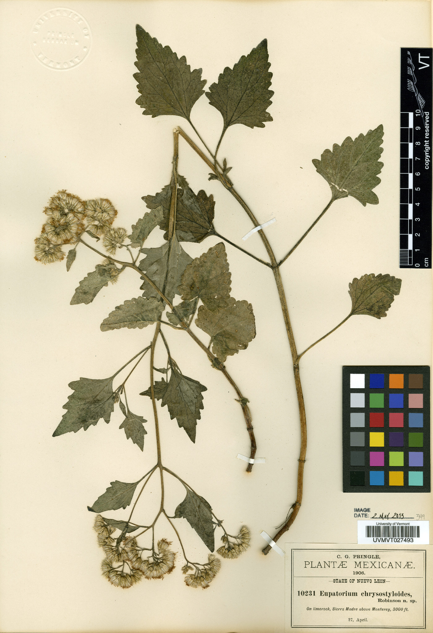 Eupatorium chrysostyloides image