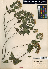 Ageratina espinosarum image