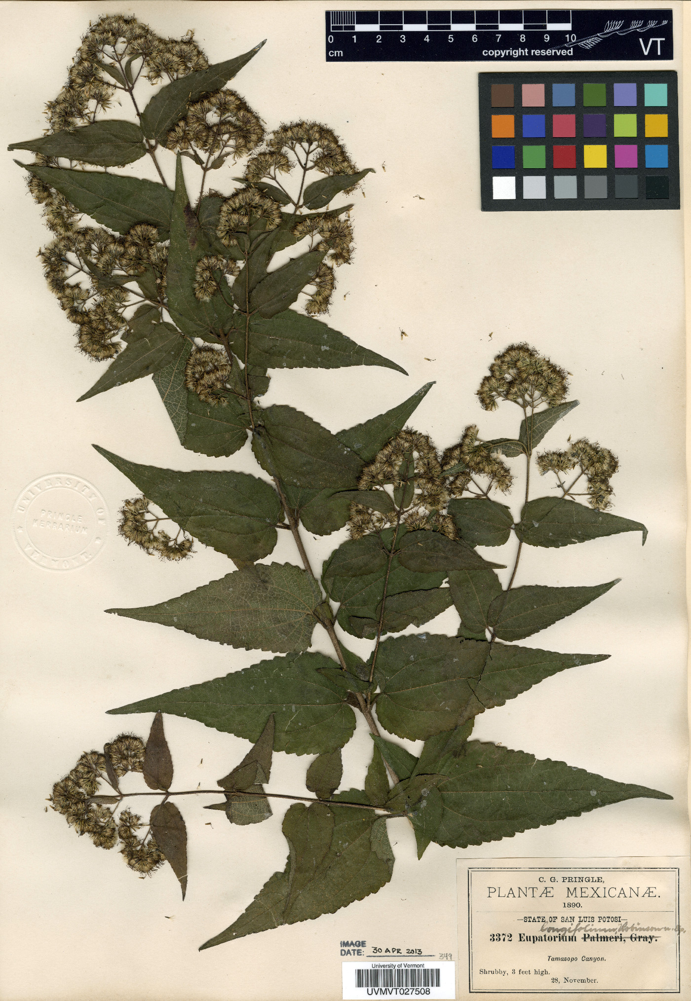 Koanophyllon longifolia image