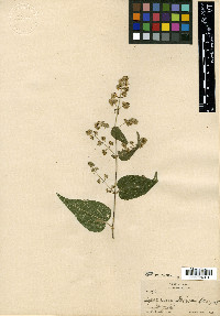 Eupatorium palmeri image