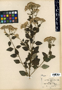 Eupatorium saltillense image
