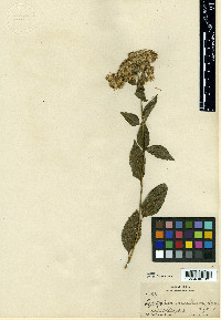 Eupatorium venulosum image