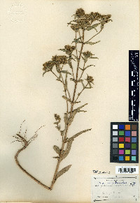 Flaveria campestris image