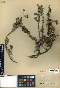 Ambrosia chamissonis image