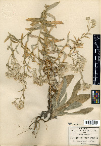 Pseudognaphalium pringlei image