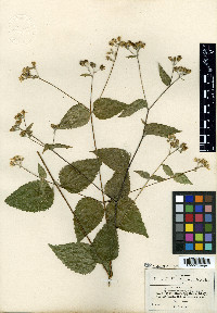 Hymenostephium cordatum image