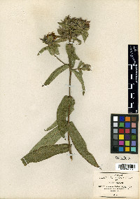 Lagascea helianthifolia image