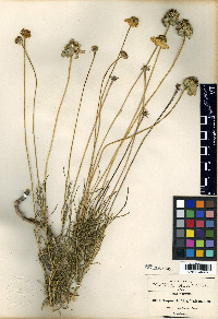 Heliopsis filifolia image