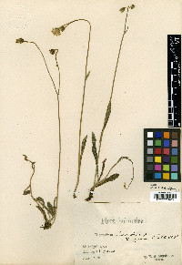 Media resource of Pilosella bifurca