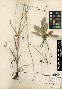 Hieracium carneum image