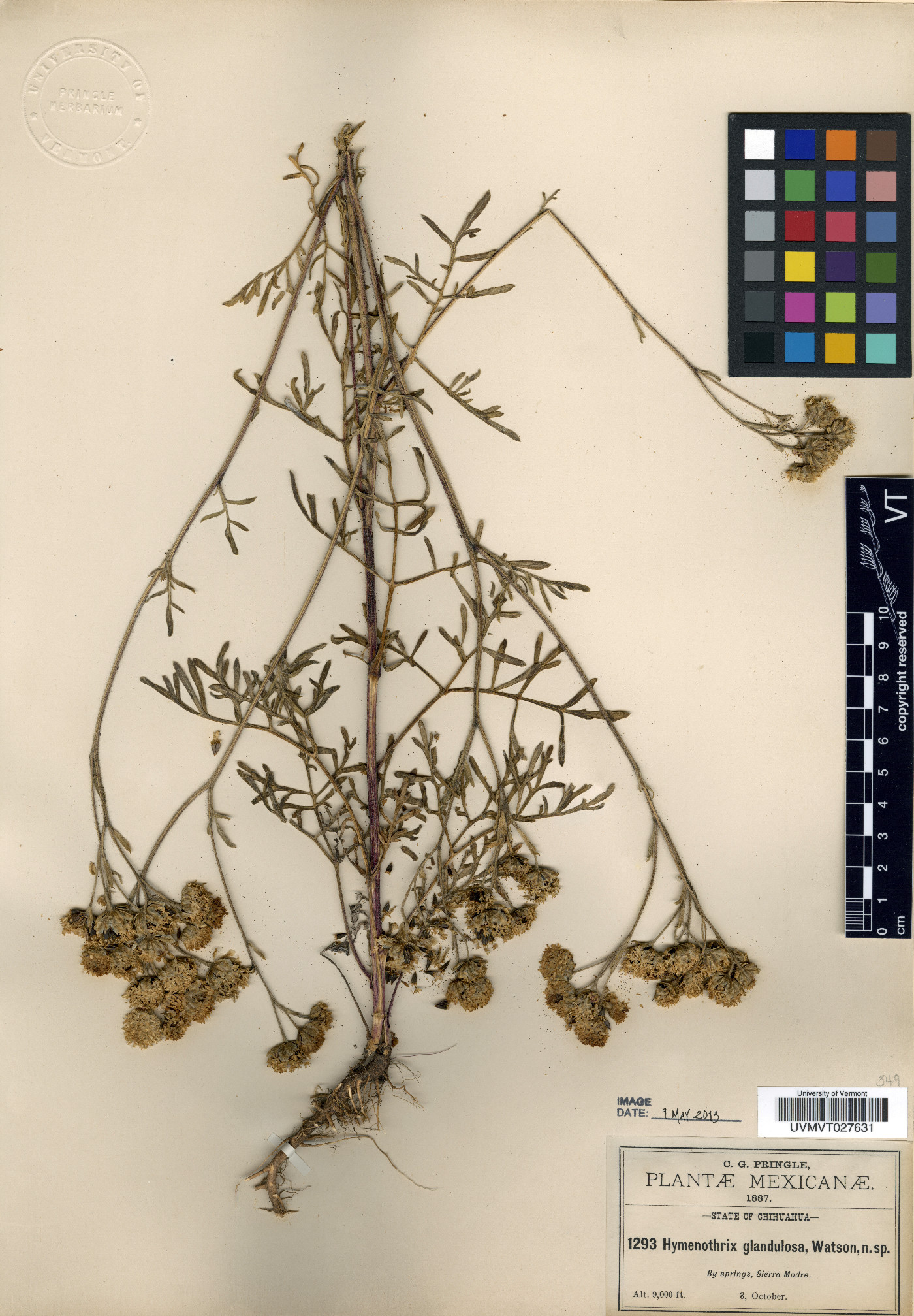 Hymenothrix glandulosa image