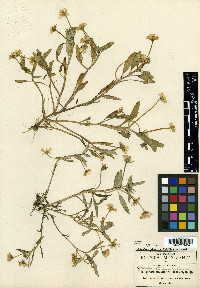 Jaegeria glabra image