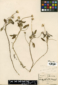 Jaegeria glabra image