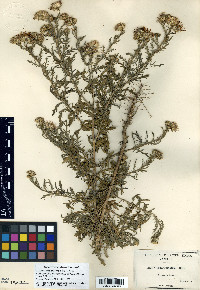 Machaeranthera tanacetifolia image