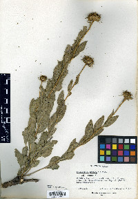 Helianthella ciliata image
