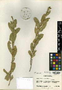 Helianthella ciliata image