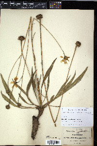 Helianthella madrensis image