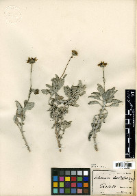 Helianthus niveus subsp. niveus image