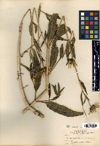 Helianthus nuttallii image