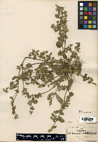 Melampodium arvense image