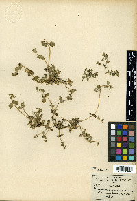 Melampodium arvense image