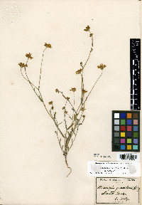 Monolopia gracilens image