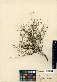 Pectis stenophylla image
