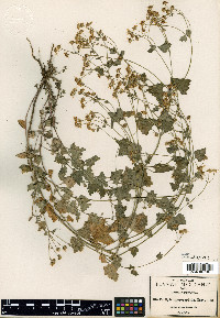 Perityle microcephala image