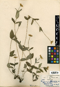 Perymenium buphthalmoides image