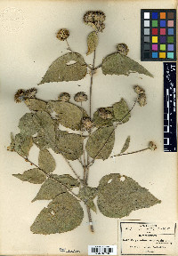 Perymenium macrocephalum image