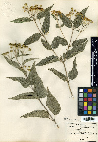 Perymenium pringlei image
