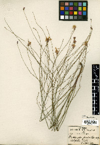 Pinaropappus junceus image