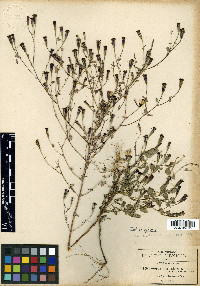 Porophyllum calcicola image