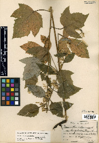 Nabalus altissimus image