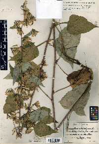 Nabalus altissimus image