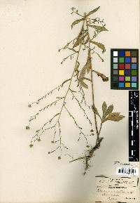 Psilactis tenuis image
