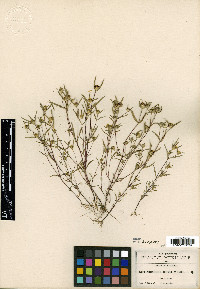 Sanvitalia tenuis image