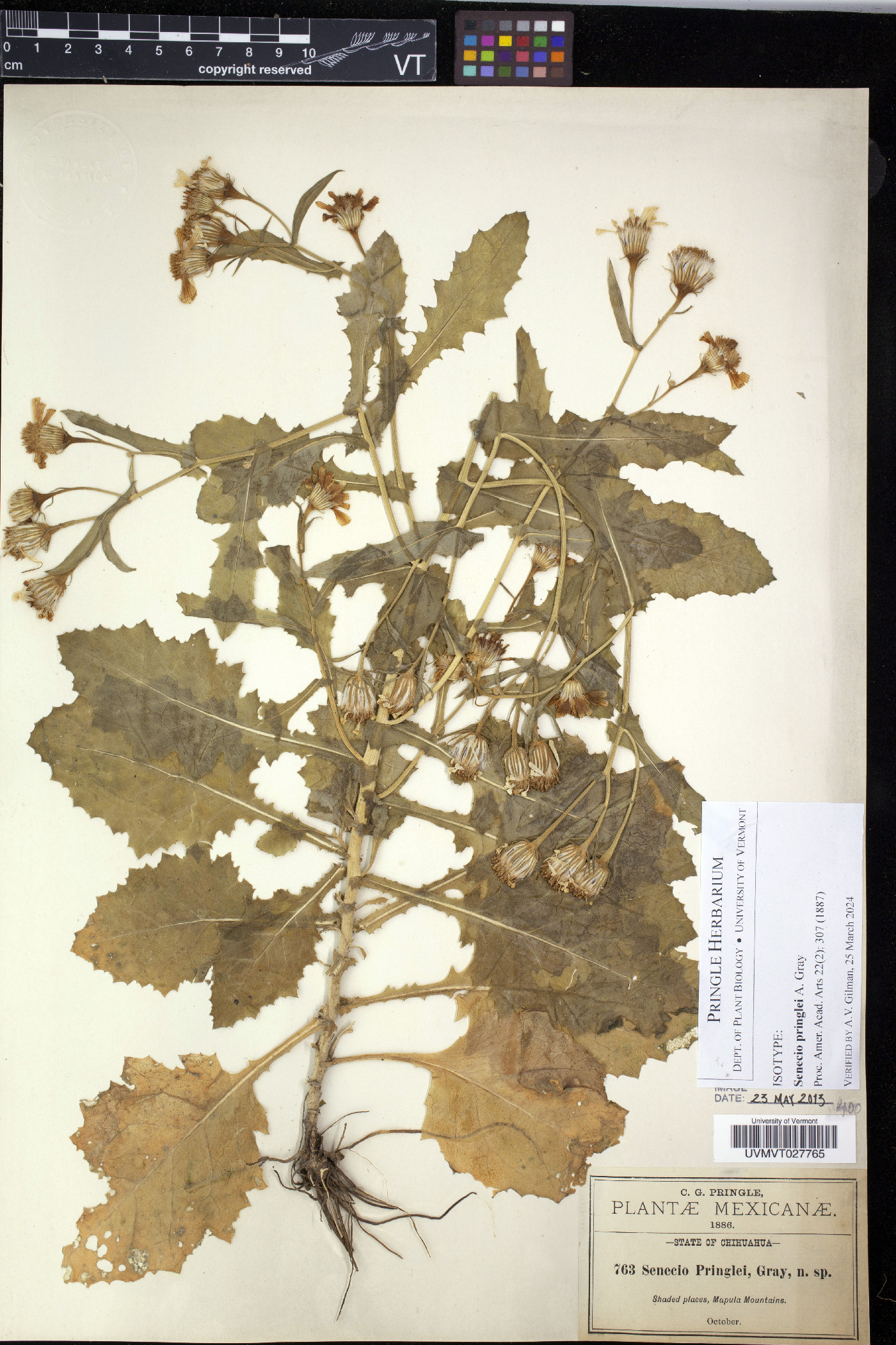 Senecio pringlei image