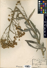 Packera werneriifolia image