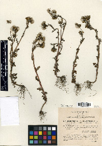 Senecio vulgaris image