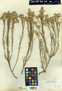 Chrysothamnus pinifolius image