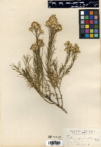 Chrysothamnus pinifolius image